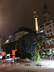 Ankunft des Christbaums aus aus Steingaden gegen 5.30 Uhr auf dem Marienplatz (©Foto. Martin Schmitz)